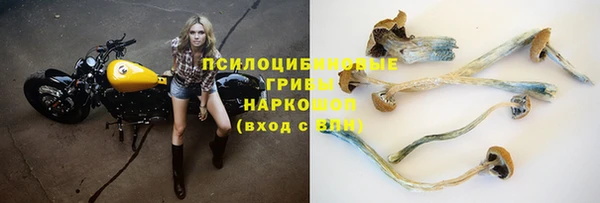 стафф Корсаков
